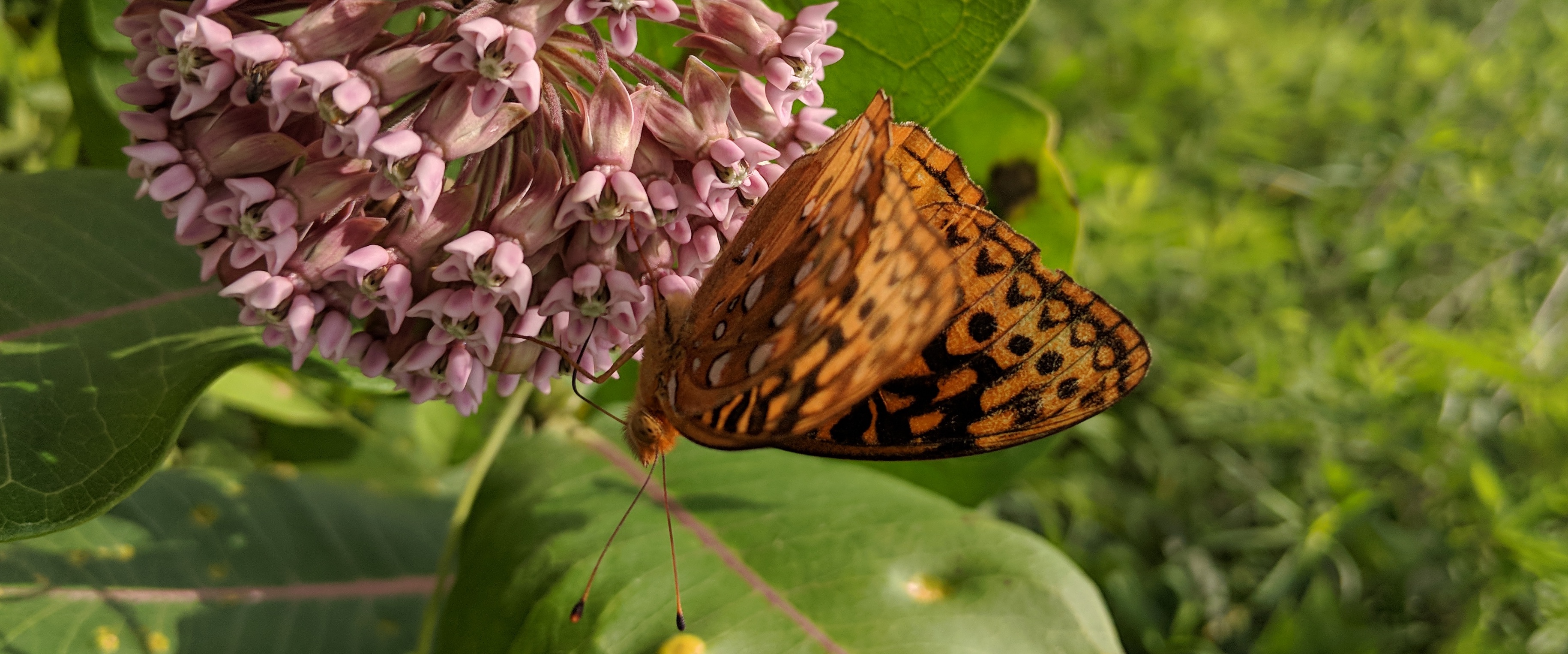 Picture of a question mark butterfly (Speyeria cybele) on a common milkweed flower (Asclepias syriaca)