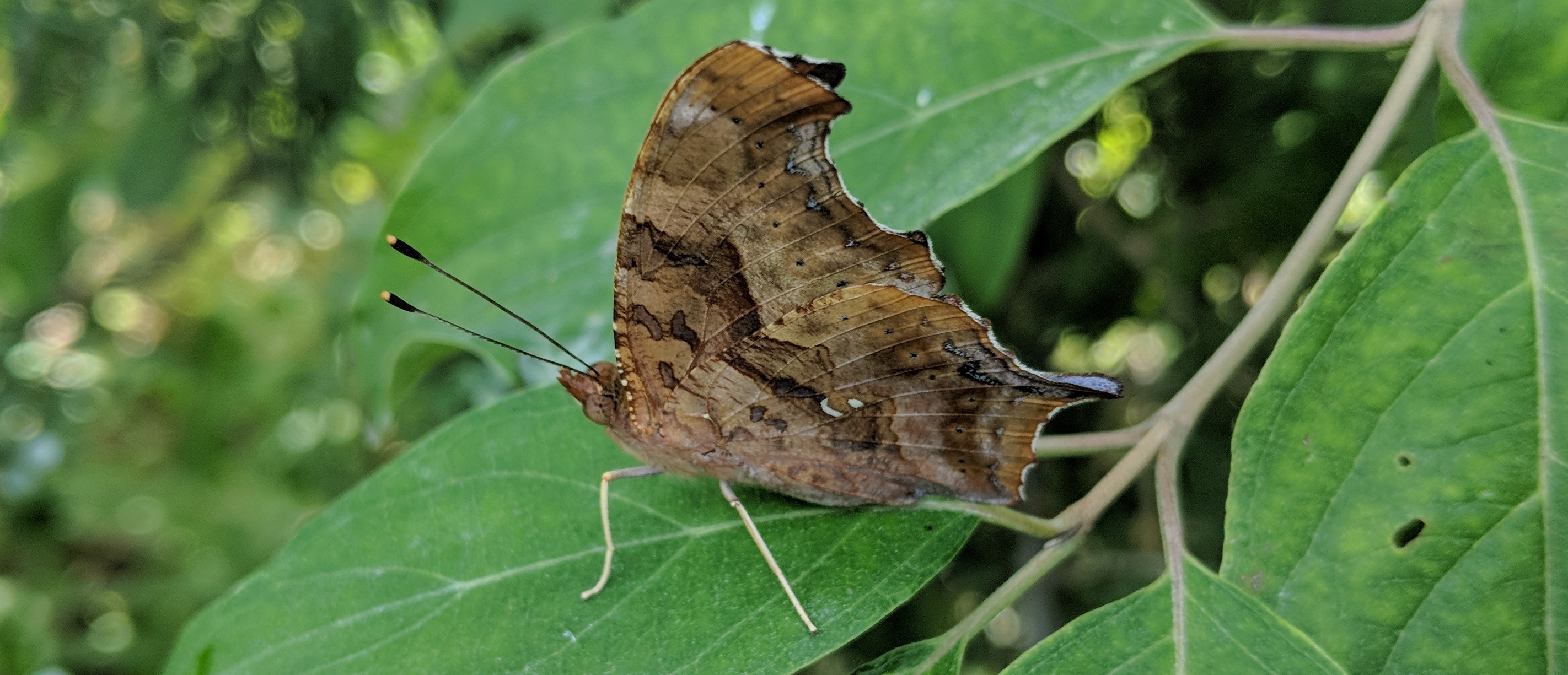 Picture of a question mark butterfly (Polygonia interrogationis) on a leaf