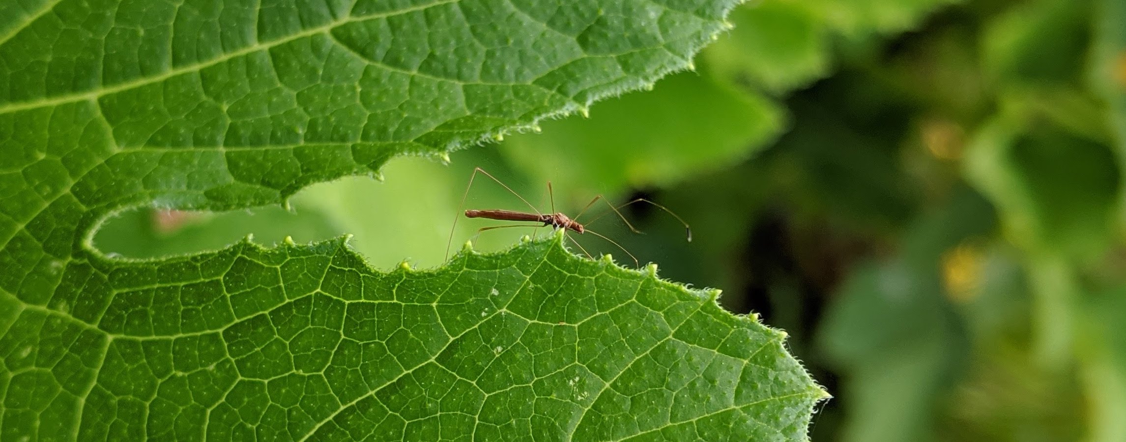 Picture of a stilt bug (family: Berytidae) on a leaf