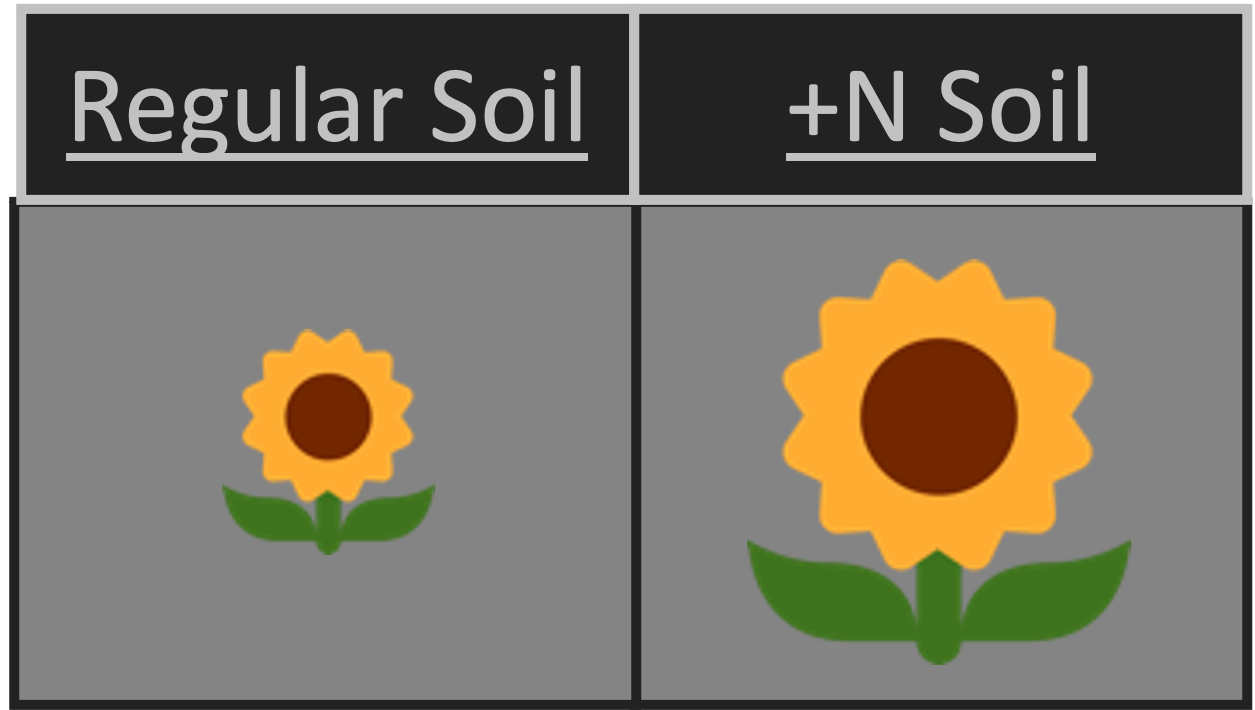 cartoon of a small sunflower emoji labeled 'regular soil' and a larger sunflower emoji labeled '+N soil'